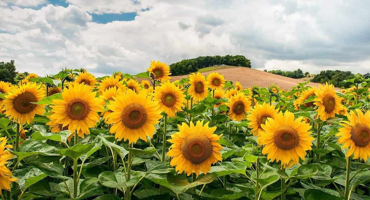 A field of sunflowers in the middle of a cloudy day.